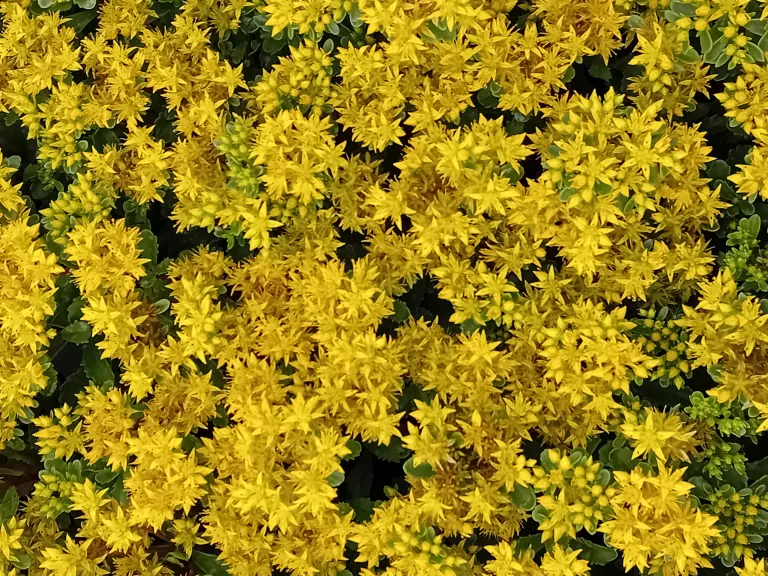 Sedum 'Immergrünchen'