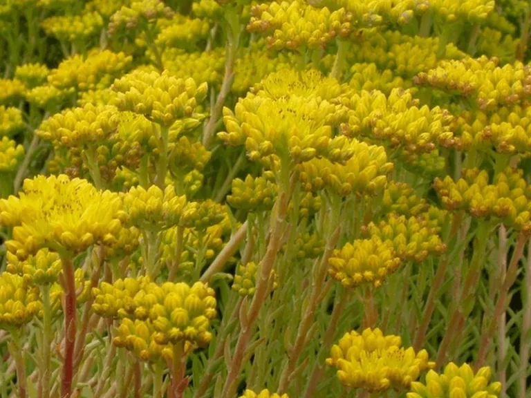 Sedum reflexum