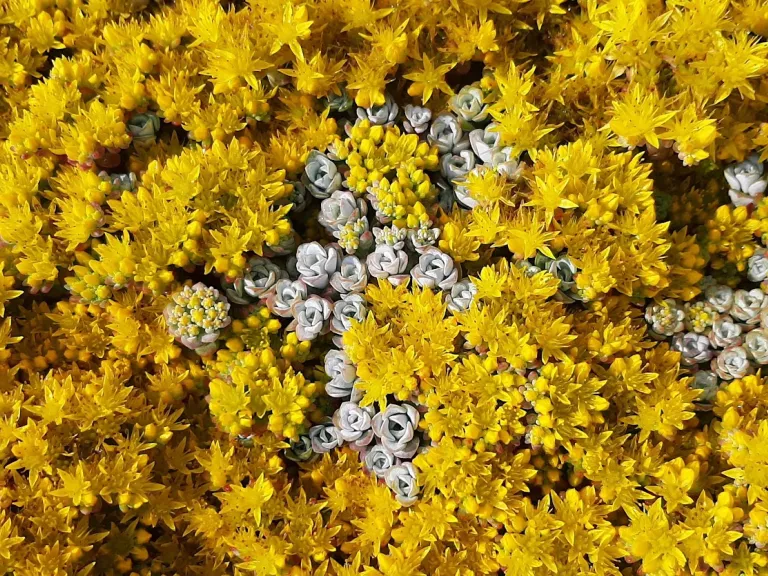 Sedum spathulifolium 'Cape Blanco'