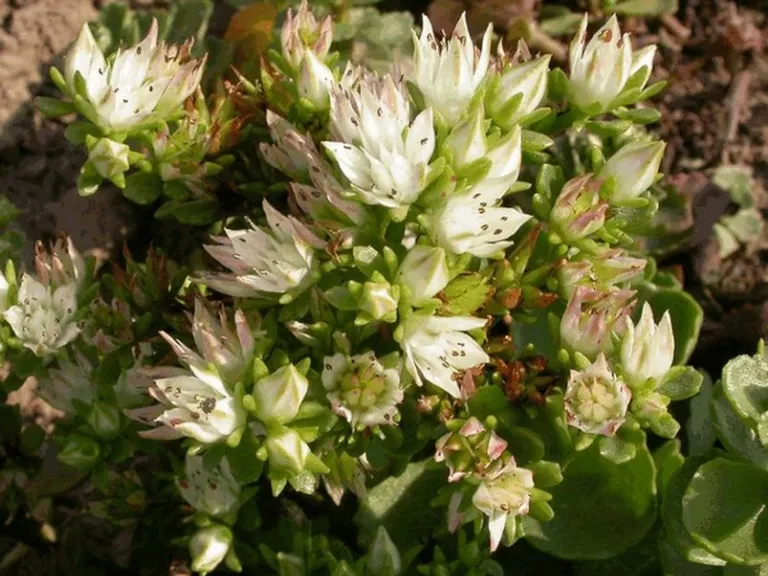 Sedum spurium 'Album Superbum'