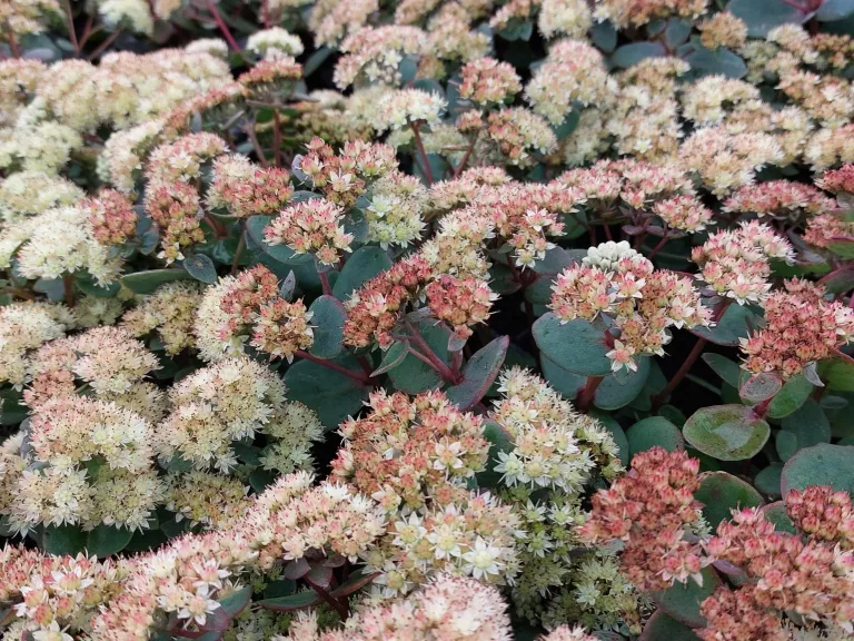 Sedum telephium ssp. ruprechtii 'Hab Grey'