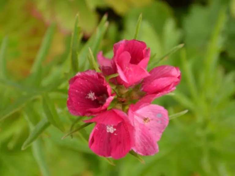 Sidalcea oregano 'Brillant'