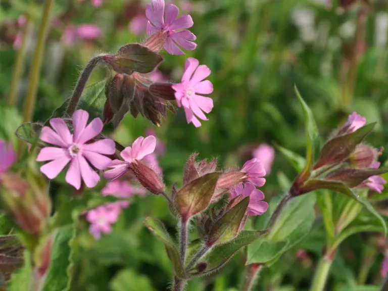 Silene dioica