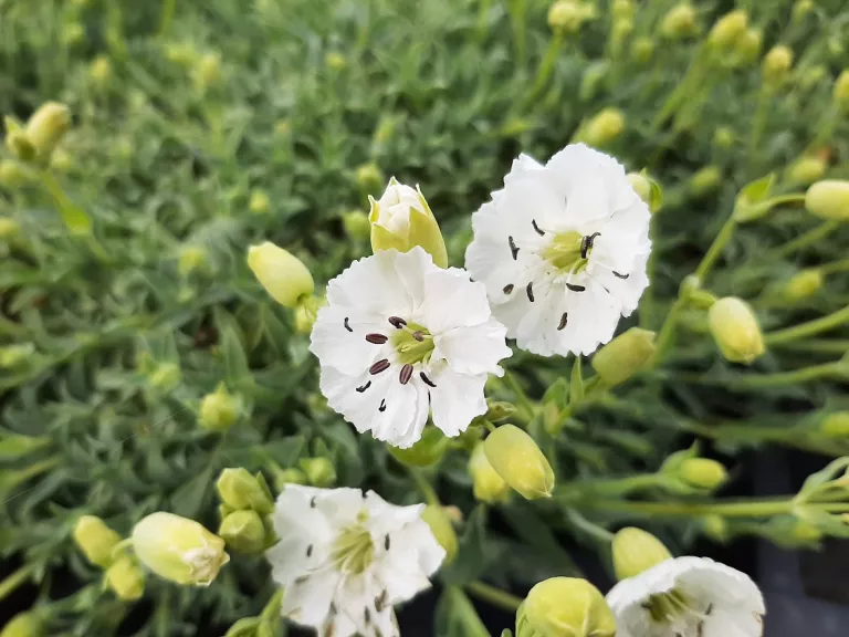 Silene maritima 'Weisskelchen'