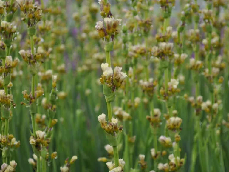 Sisyrinchium striatum