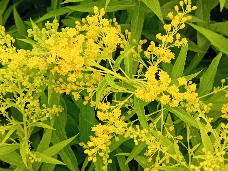 Solidago hybride 'Goldenmosa'