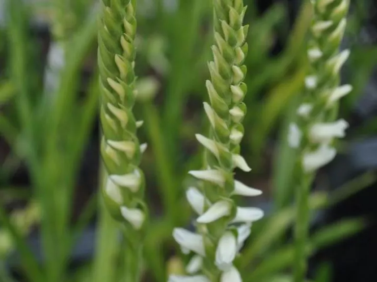 Spiranthes 'Chadd's Ford'