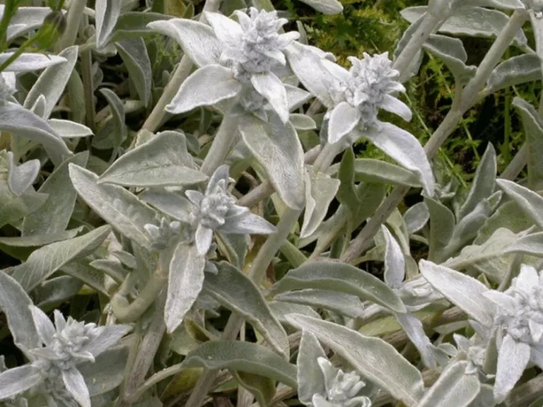 Stachys byzantina