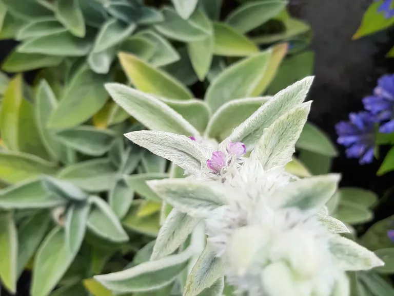 Stachys byzantina 'Big Ears'