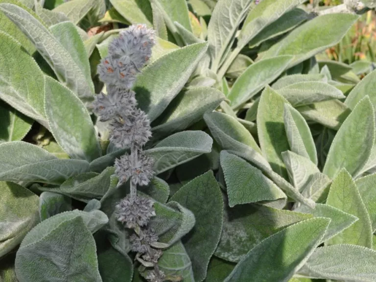 Stachys byzantina 'Cotton Ball'