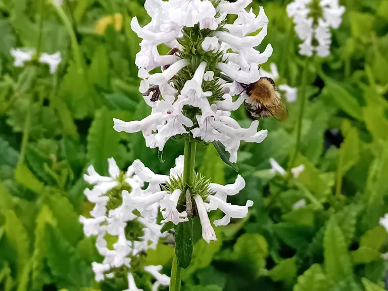 Stachys discolor (nivea)