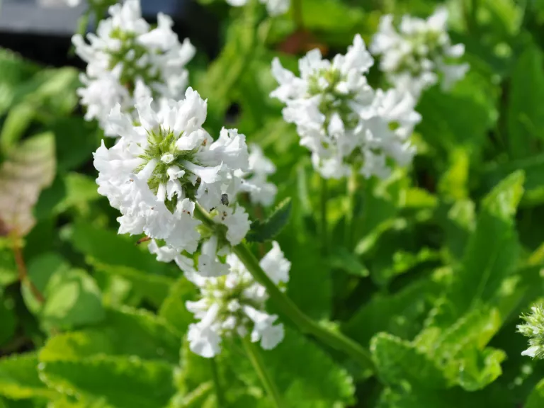 Stachys grandiflora 'Alba'