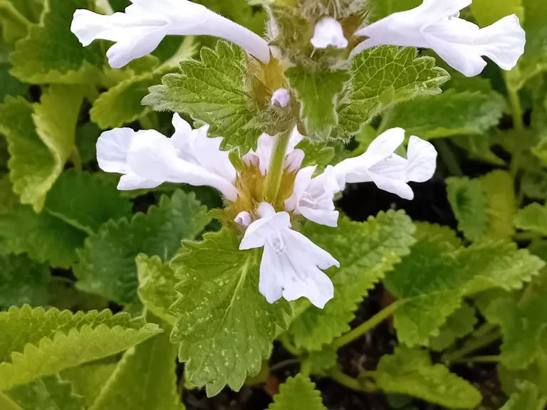 Stachys macrantha 'Morning blush'