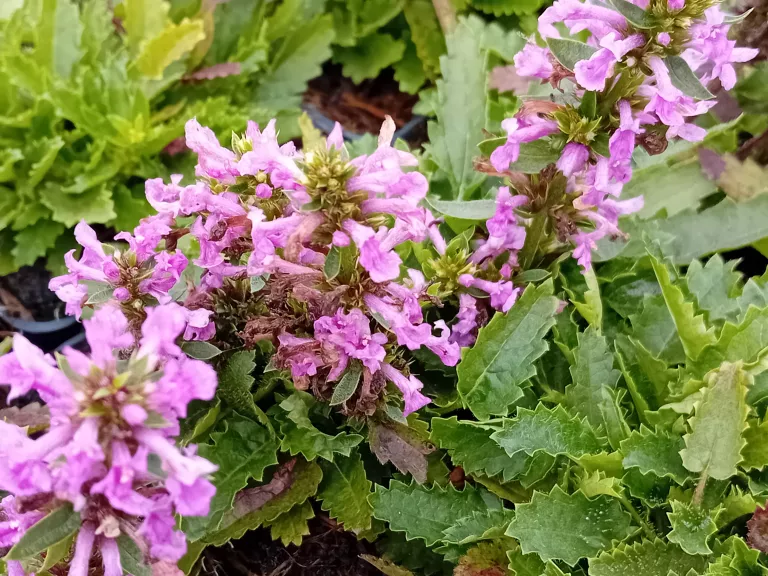 Stachys monnieri 'Zwerg'