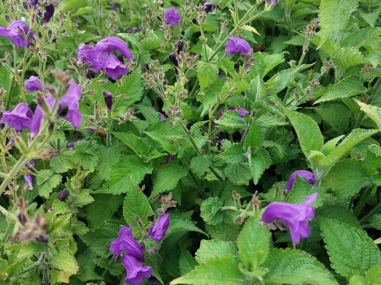 Strobilanthes atropurpureus