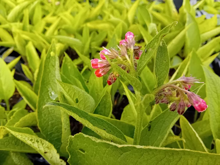 Symphytum rubrum