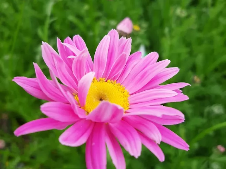 Tanacetum coccineum 'Robinson's Rose'