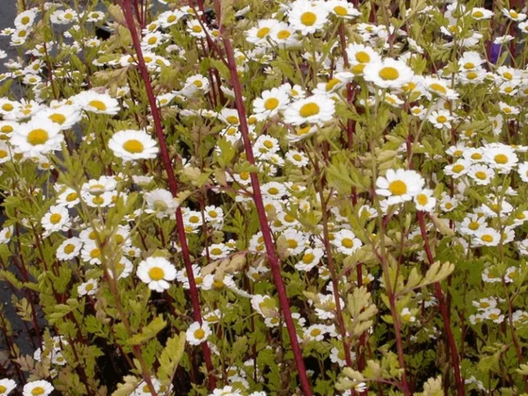 Tanacetum parthenium