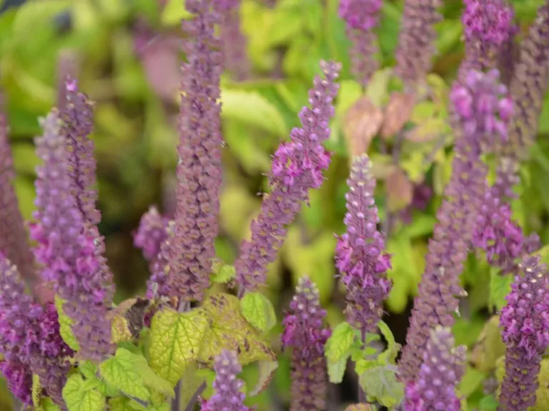 Teucrium hyrcanicum