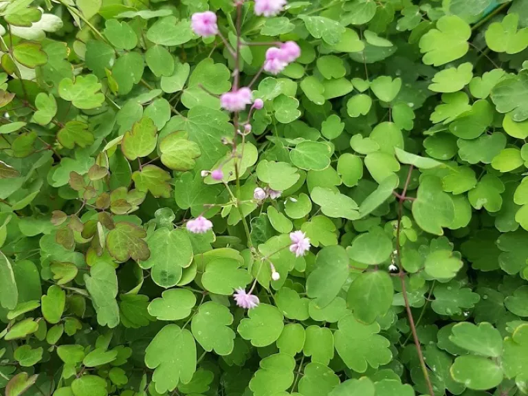 Thalictrum delavayi 'Hewitts Double'