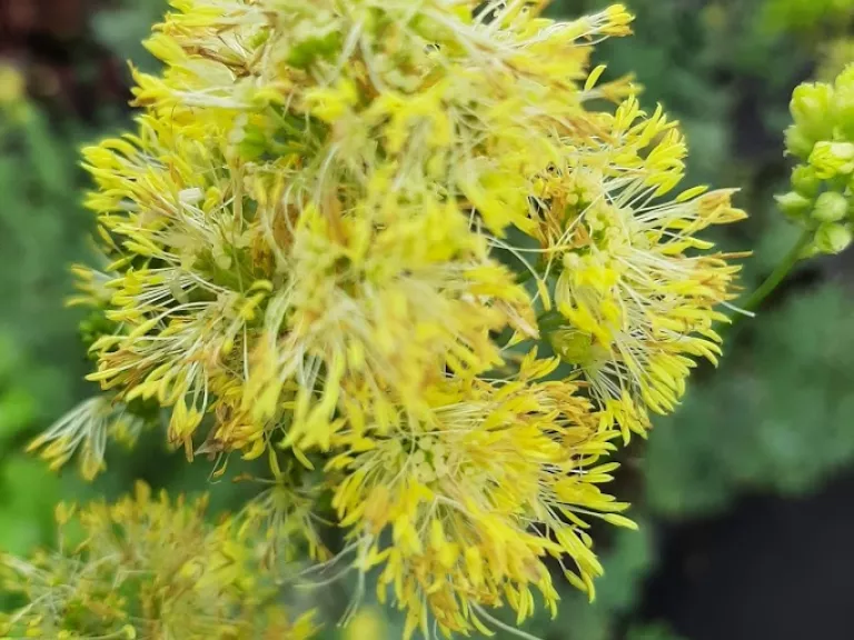 Thalictrum flavum 'Glaucum'