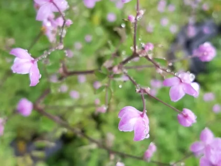 Thalictrum hybride 'Splendide' ®