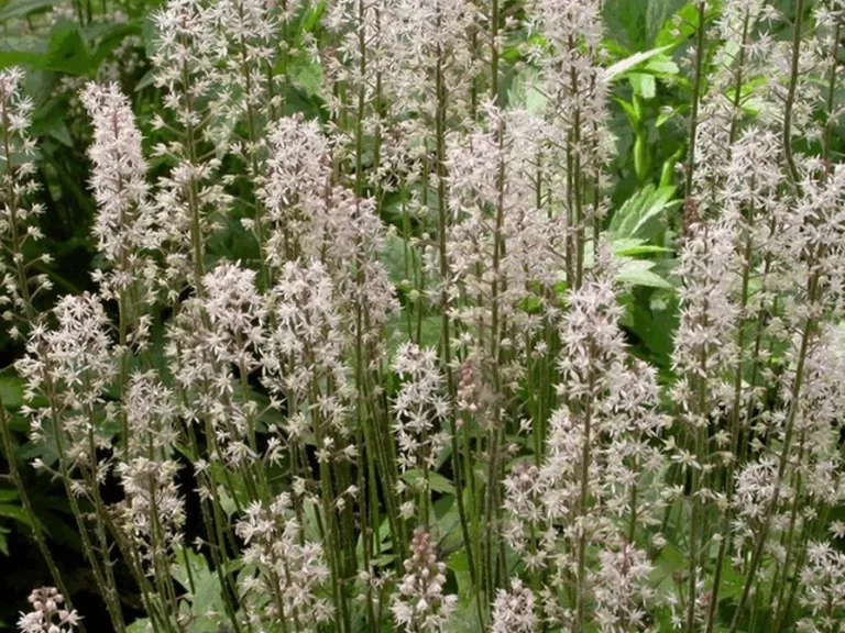 Tiarella cordifolia 'Skeleton Key'