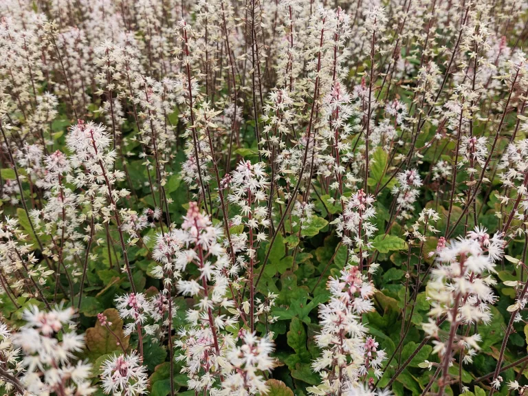 Tiarella cordifolia 'Spring Symphony' ®