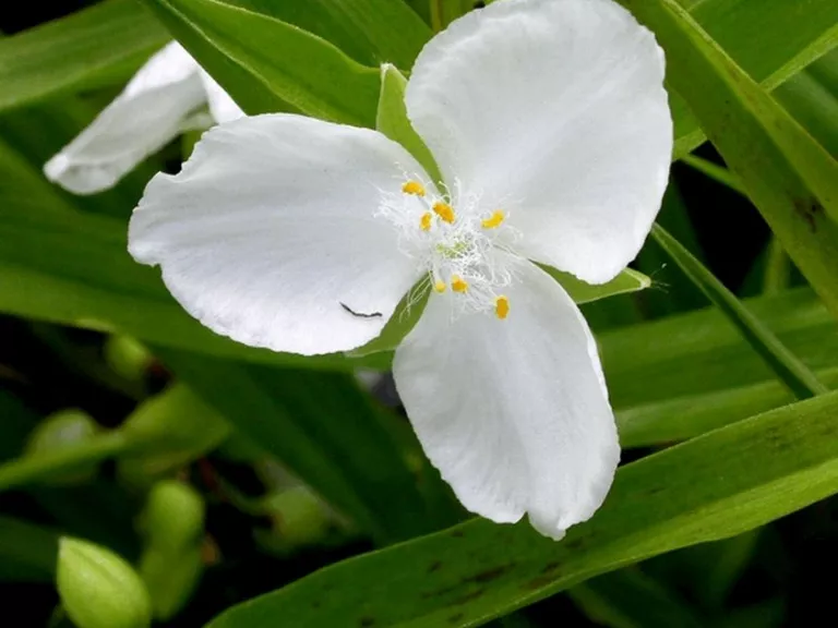 Tradescantia hybride 'Innocence'