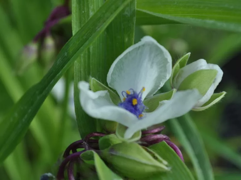 Tradescantia hybride 'Osprey'
