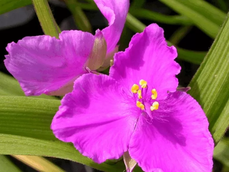 Tradescantia hybride 'Rubra'