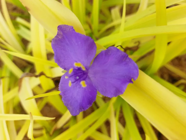 Tradescantia hybride 'Sweet Kate' ®