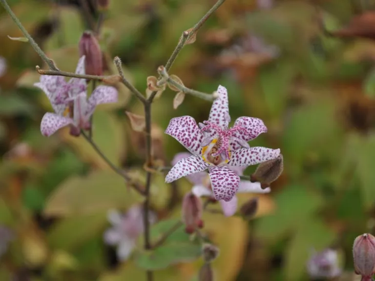 Tricyrtis formosana