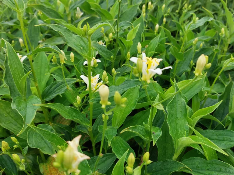 Tricyrtis hirta 'Alba'