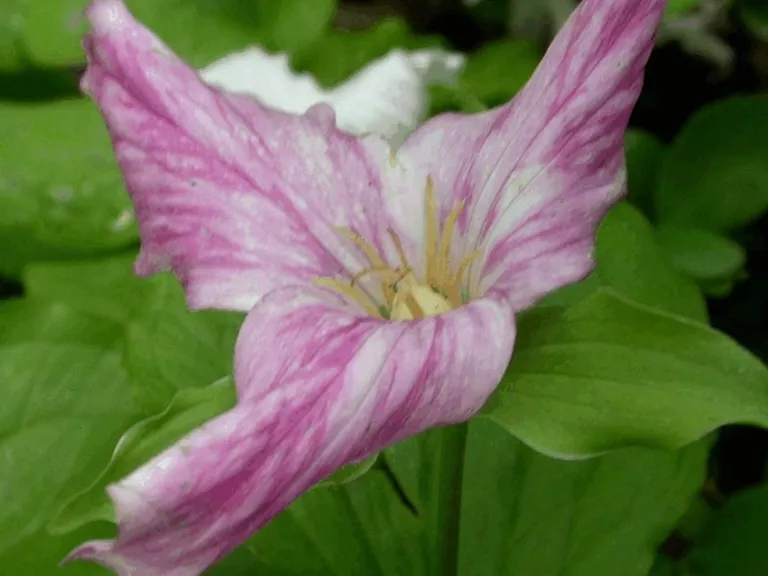 Trillium grandiflorum