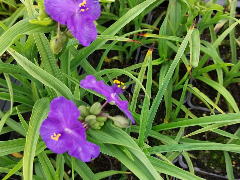 Tradescantia hybride 'Leonora'