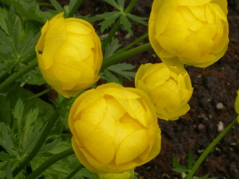 Trollius hybride 'Lemon Queen'