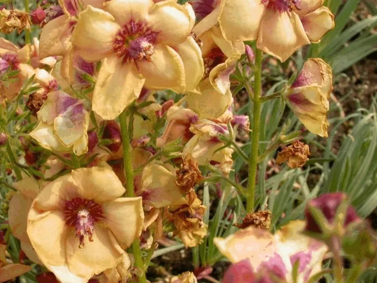 Verbascum hybride 'Jackie'
