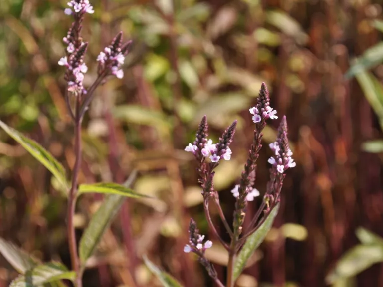 Verbena hastata 'Pink Spires'