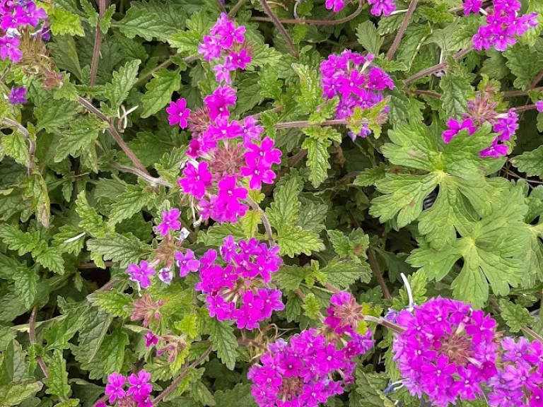 Verbena hybride 'Homestead Purple'