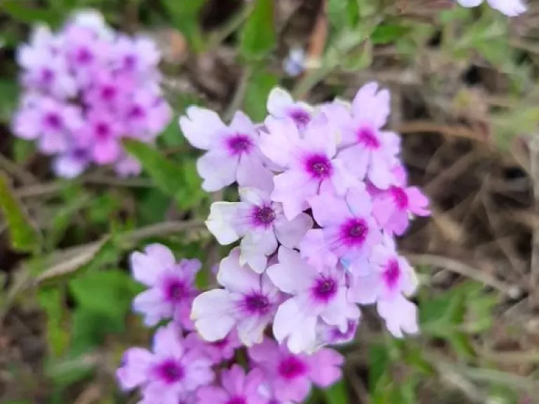 Verbena hybride 'Seabroook's Lavender'