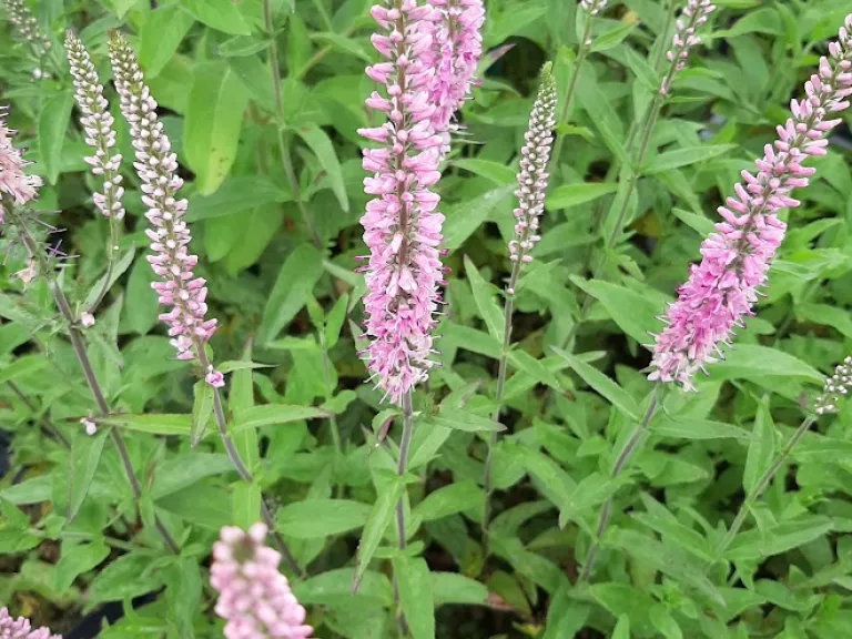 Veronica longifolia 'Pink Damask'