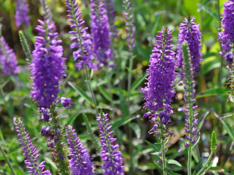 Veronica hybride 'Eveline' ®