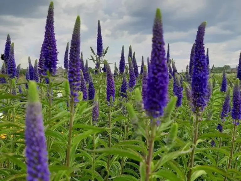 Veronica hybride 'First Glory'