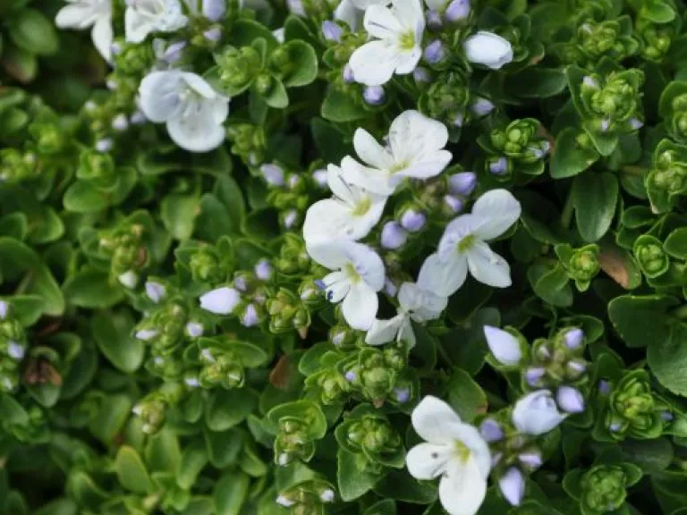 Veronica repens