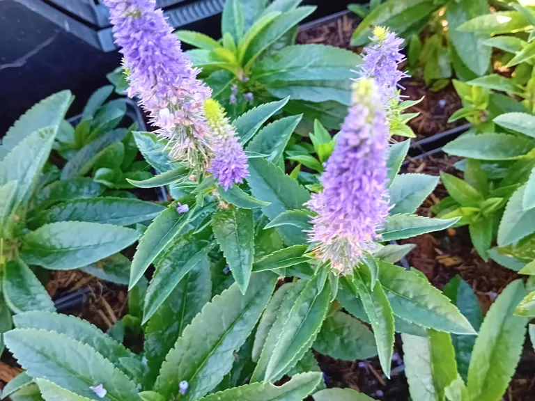 Veronica spicata 'Ulster Dwarf Blue'