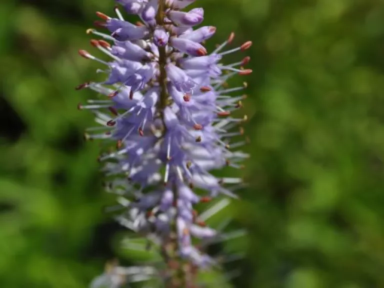 Veronicastrum virginicum 'Lavendelturm'