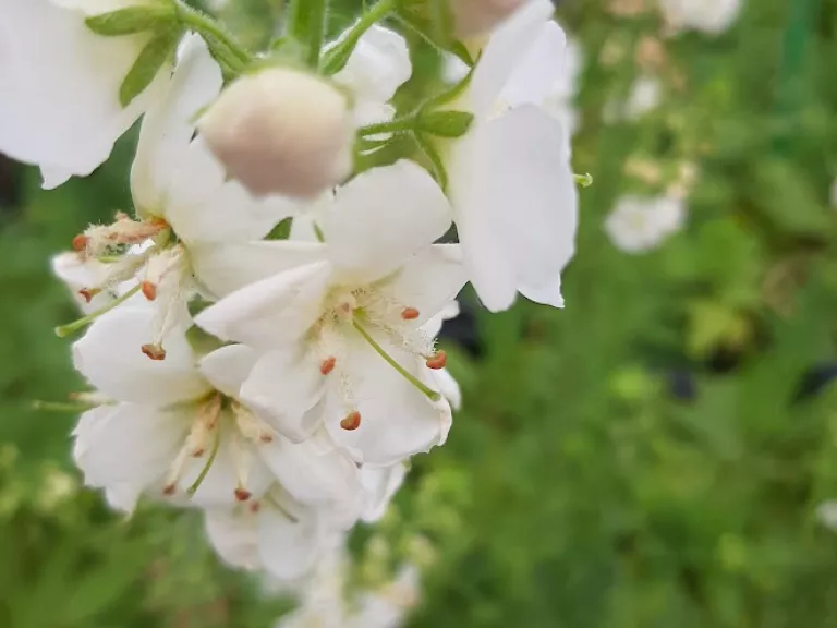 Verbascum hybride 'White Domino'