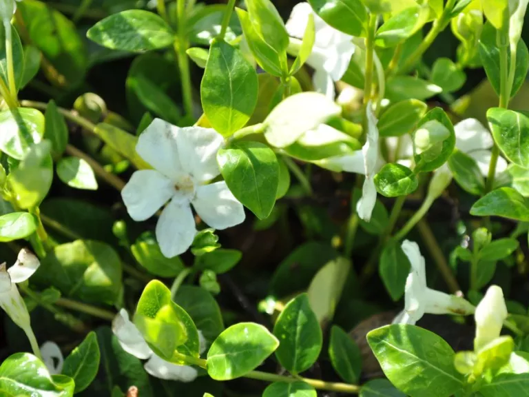 Vinca minor 'Alba'