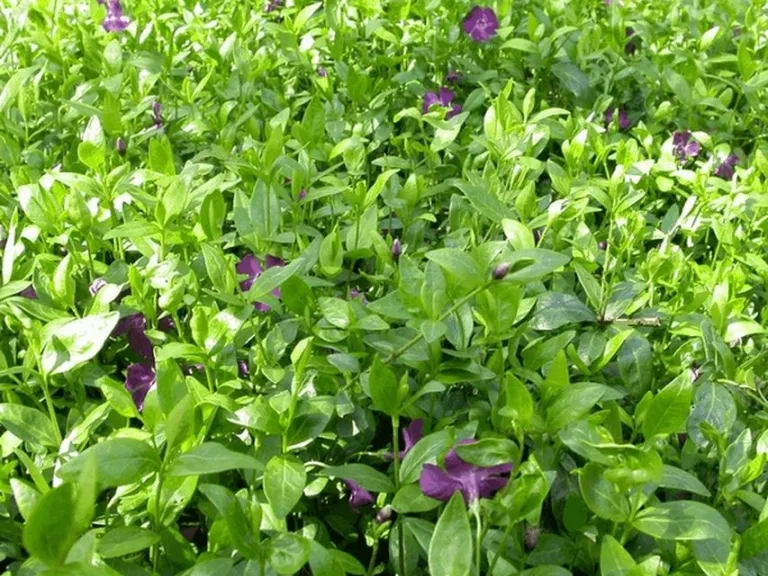 Vinca minor 'Atropurpureum'